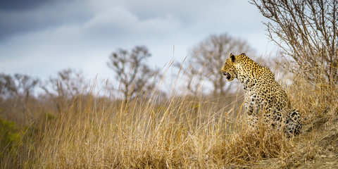 leopard in kruger national park, mpumalanga, south africa 53