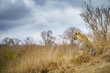 leopard in kruger national park, mpumalanga, south africa 51