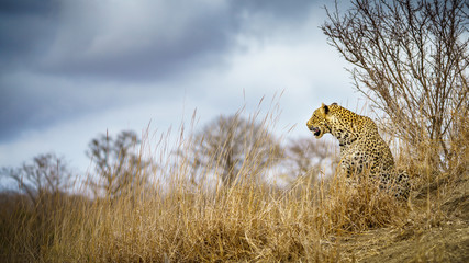 leopard in kruger national park, mpumalanga, south africa 95