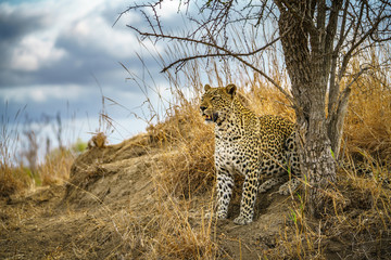 leopard in kruger national park, mpumalanga, south africa 177