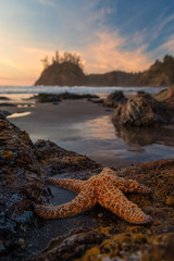 A Starfish at the Beach at Sunset at the Tidepools