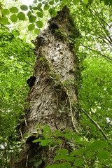 Champignons en demi-assiette sur un tronc couvert de végétation au bois du domaine Coloma à Sint-Pieter-Leeuw