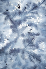 frost winter tree