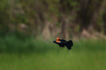 Red-winged blackbird in flight against blurred green field background