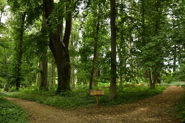 Végétation luxuriante au bois du domaine Coloma à Sint-Pieter-Leeuw 