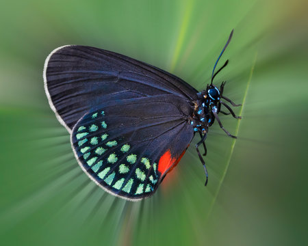 Close up of Atala Butterfly shedding radial light on green leaf