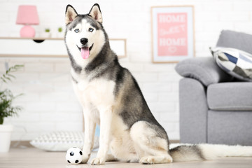 Husky dog sitting on the floor at home with ball toy