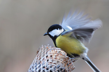 A beautiful bird is a great tit sits on a feeder and flaps its wings ...