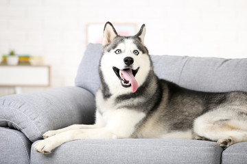 Husky dog lying on the couch at home