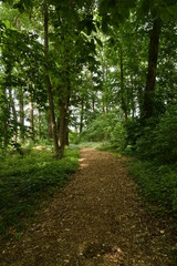 Fototapeta na wymiar Végétation luxuriante au bois du domaine Coloma à Sint-Pieter-Leeuw 