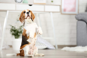 Beagle dog sitting on the floor at home