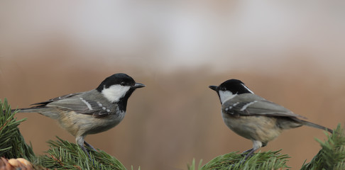Two Coal Tit on spruce branches on a blurry background of indefinite color ..