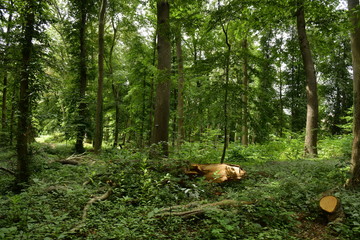 Végétation luxuriante au bois du domaine Coloma à Sint-Pieter-Leeuw 