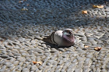 pigeon resting in the sun