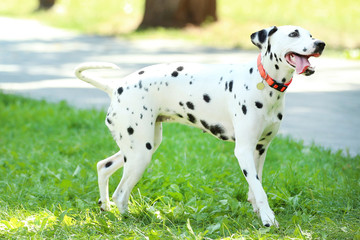 Dalmatian dog playing on the grass in the park