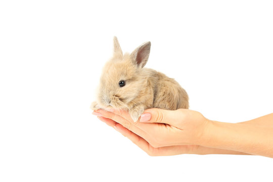 Bunny rabbit in female hands on white background