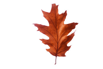 Dry autumn leaf Isolated on a white background.
