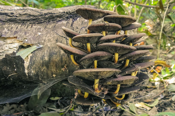 Group of brown mushrooms with yellow stalk is growing on dead wood