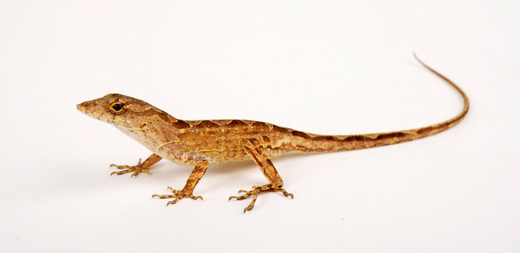 junger Bahamaanolis (Norops sagrei / Anolis sagrei) - Brown anole, Bahaman anole 