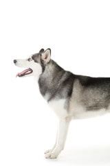 Husky dog isolated on white background