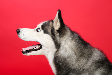 Husky dog on red background