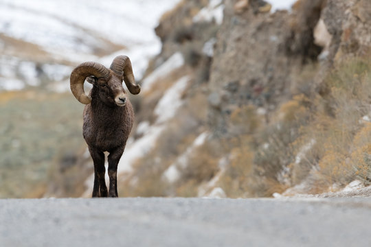 Rocky Mountain Bighorn Sheep in Montana