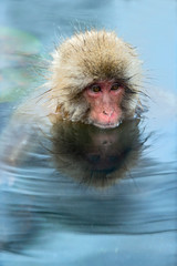 Obraz premium Japanese macaque in the water of natural hot springs. The Japanese macaque ( Scientific name: Macaca fuscata), also known as the snow monkey. Natural habitat, winter season.