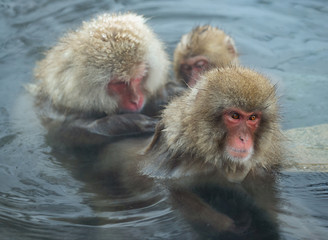 Japanese macaques is grooming, checking for fleas and ticks. The Japanese macaque in the water of natural hot springs. Scientific name: Macaca fuscata, also known as the snow monkey.