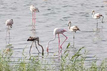 Obraz premium Great flamingos in the pond at Al Wathba Wetland Reserve in Abu Dhabi, UAE 