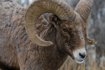 Rocky Mountain Bighorn Sheep in Montana
