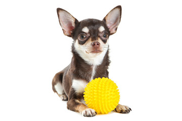 Chihuahua dog with yellow toy isolated on white background