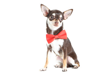 Chihuahua dog in red bow isolated on white background