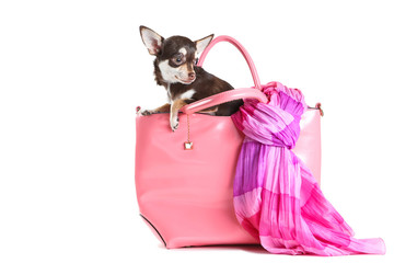 Chihuahua dog sitting in pink leather bag on white background