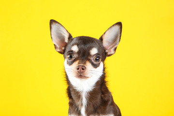 Chihuahua dog on yellow background