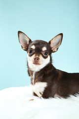 Chihuahua dog on white carpet on blue background