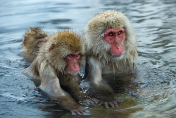 Snow monkey. The Japanese macaque ( Scientific name: Macaca fuscata), also known as the snow monkey.