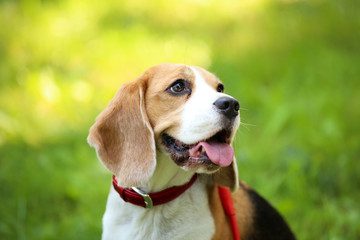 Beagle dog sitting on the grass in park