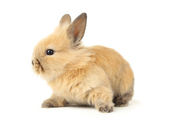 Obraz premium Bunny rabbit isolated on white background