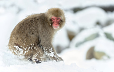 Japanese macaque on the snow near natural hot springs. The Japanese macaque ( Scientific name: Macaca fuscata), also known as the snow monkey. Natural Habitat.  Japan.