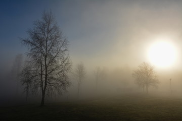 misty trees in park in morning sunlight,Sweden 28.2.2019