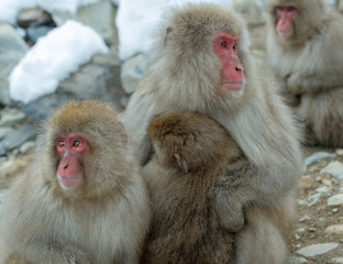 Family of Japanese macaques. Close up  group portrait. The Japanese macaque ( Scientific name: Macaca fuscata), also known as the snow monkey. Natural habitat, winter season.