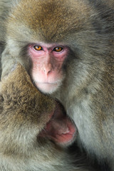 Fototapeta premium Japanese macaque and cub. Close up portrait. The Japanese macaque ( Scientific name: Macaca fuscata), also known as the snow monkey. Natural habitat, winter season.