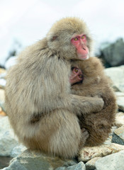 Japanese macaque and cub near the natural hot springs. The Japanese macaque ( Scientific name: Macaca fuscata), also known as the snow monkey. Natural habitat, winter season.