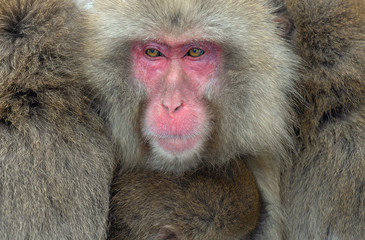 Japanese macaque.Close up portrait. The Japanese macaque ( Scientific name: Macaca fuscata), also known as the snow monkey. Natural habitat, winter season.