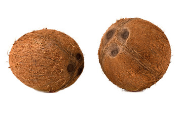Coconuts on a white background. Two coconut close-up on a white background.