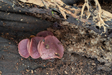 Inedible mushroom Ascocoryne cylichnium in the floodplain forest. Known as Purple Jellydisc. Purple wild mushrooms growing on dusty wood.