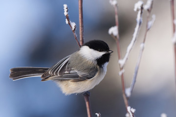 Black-capped Chickadee on a Cold Winters Day