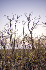Kahle B&auml;ume, &Ouml;sterreich, Burgenland, Neusiedlersee Seewinkel