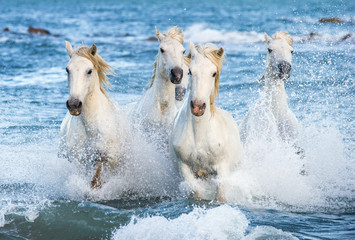 Obrazy na Szkle  Białe konie Camargue galopujące po błękitnej wodzie morza z rozpryskami i pianą. Francja.