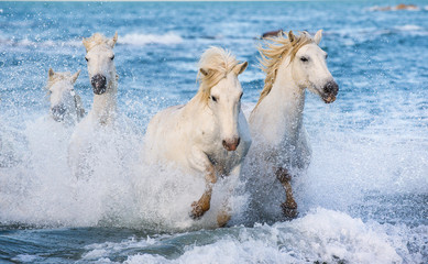 Fototapeta na wymiar White Camargue horses galloping on the blue water of the sea with splashes and foam. France.